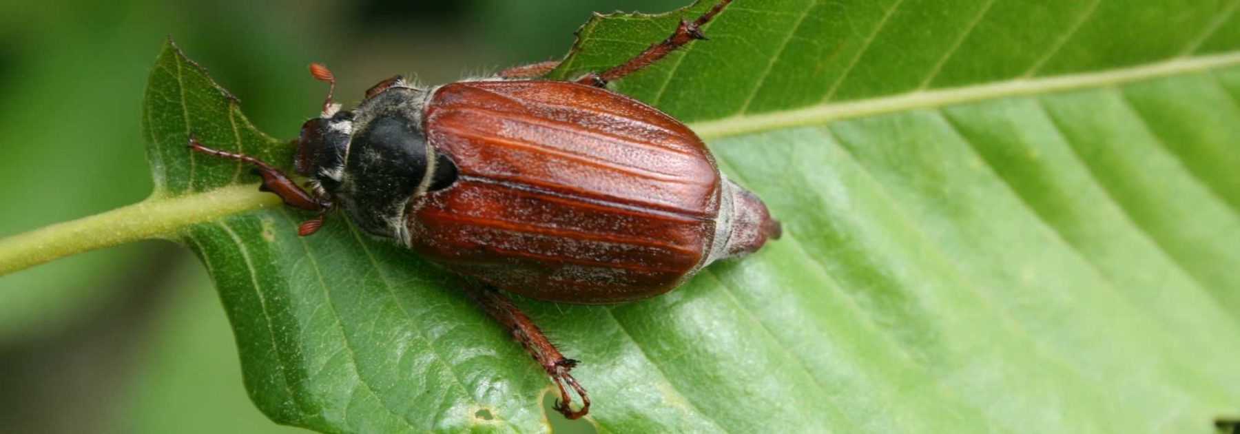 Chafer: identification, damage and control methods