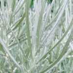 <em>Helichrysum</em>, curry plant, everlastings: sow, plant, care for
