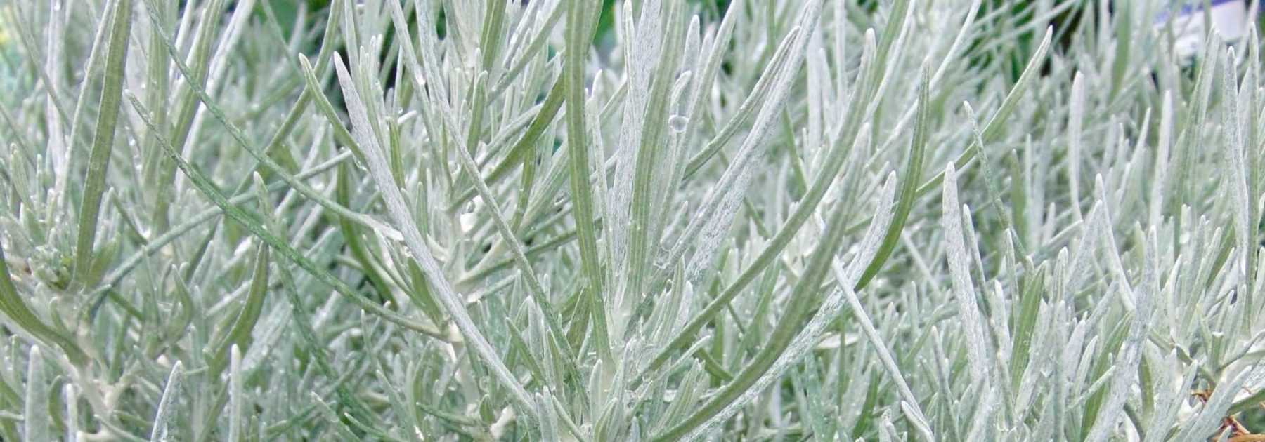 <em>Helichrysum</em>, curry plant, everlastings: sow, plant, care for