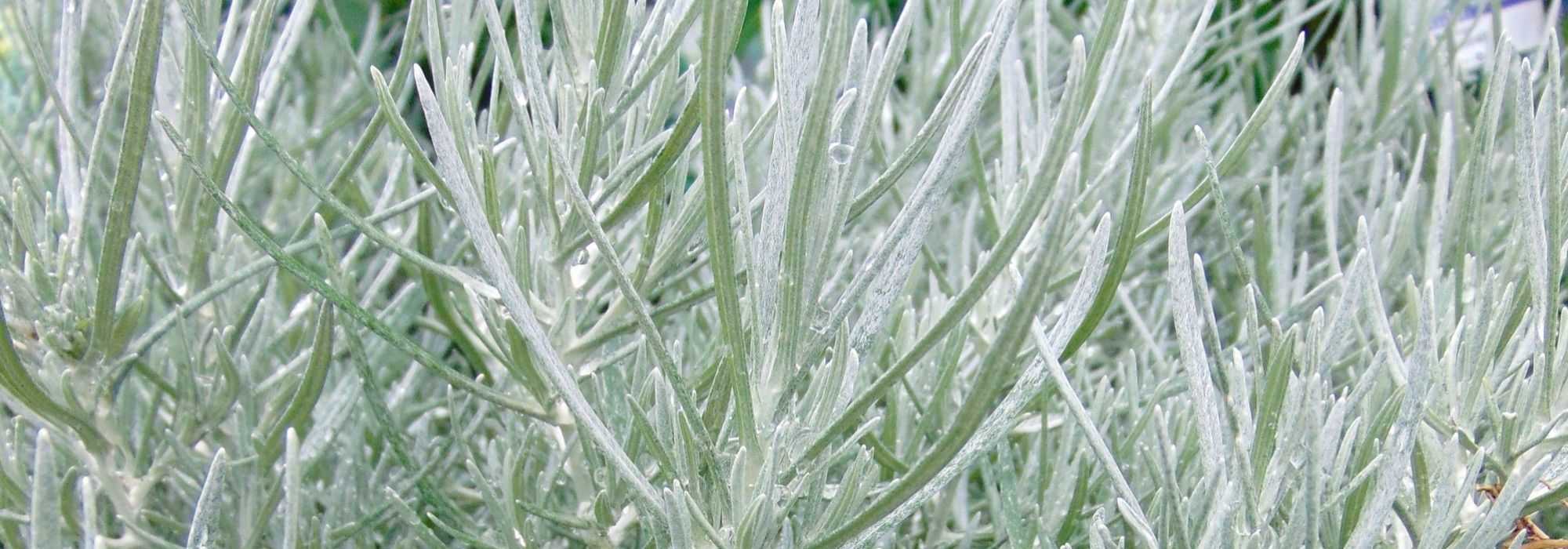 <em>Helichrysum</em>, curry plant, everlastings: sow, plant, care for