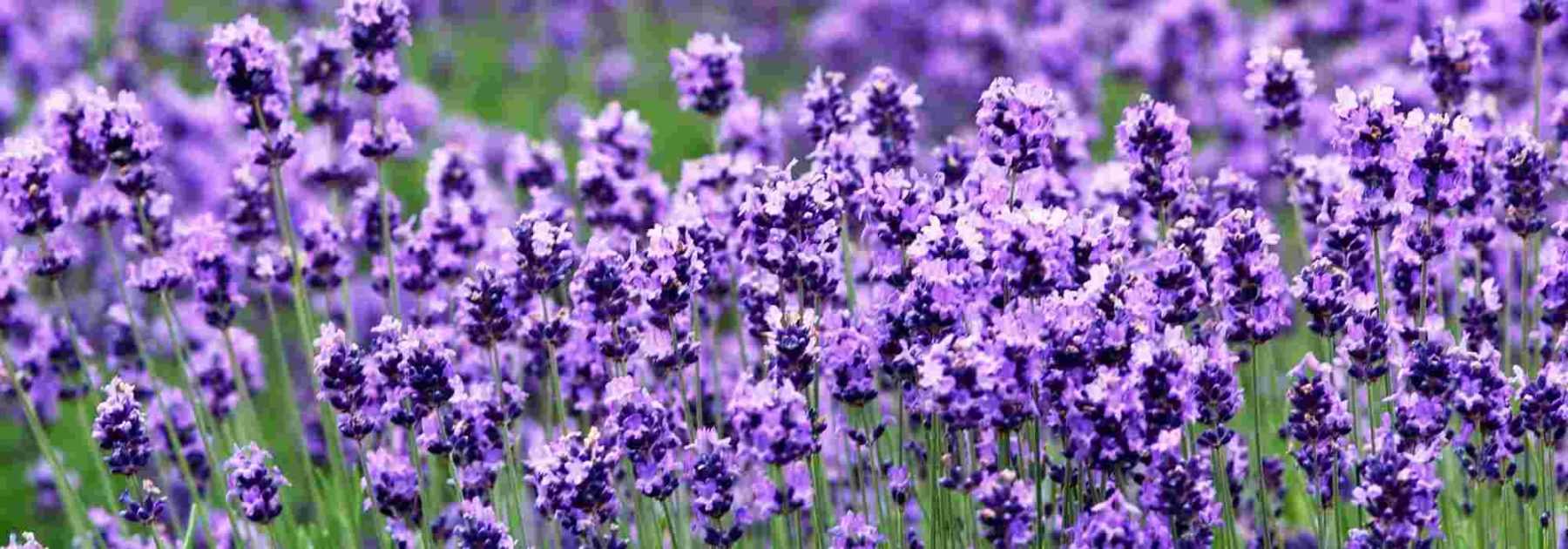 Lavender: which to choose?