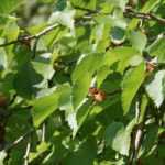 Mulberry, <em>Morus</em>: planting, pruning and care