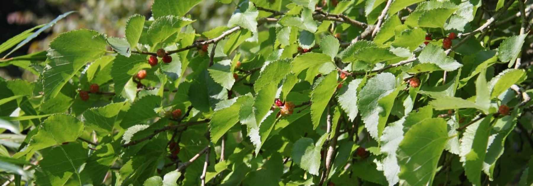 Mulberry, <em>Morus</em>: planting, pruning and care