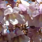 <em>Paulownia</em>, empress tree: planting, cultivation and care