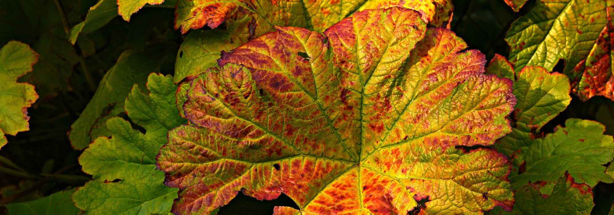<em>Petasites</em>: planting, cultivation, maintenance