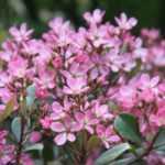 <em>Rhaphiolepis</em>: planting, pruning, care