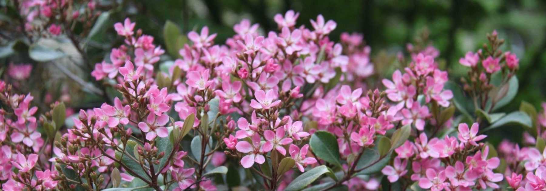 <em>Rhaphiolepis</em>: planting, pruning, care