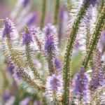<em>Veronicastrum virginicum</em>, Virginia veronica: to plant, to grow
