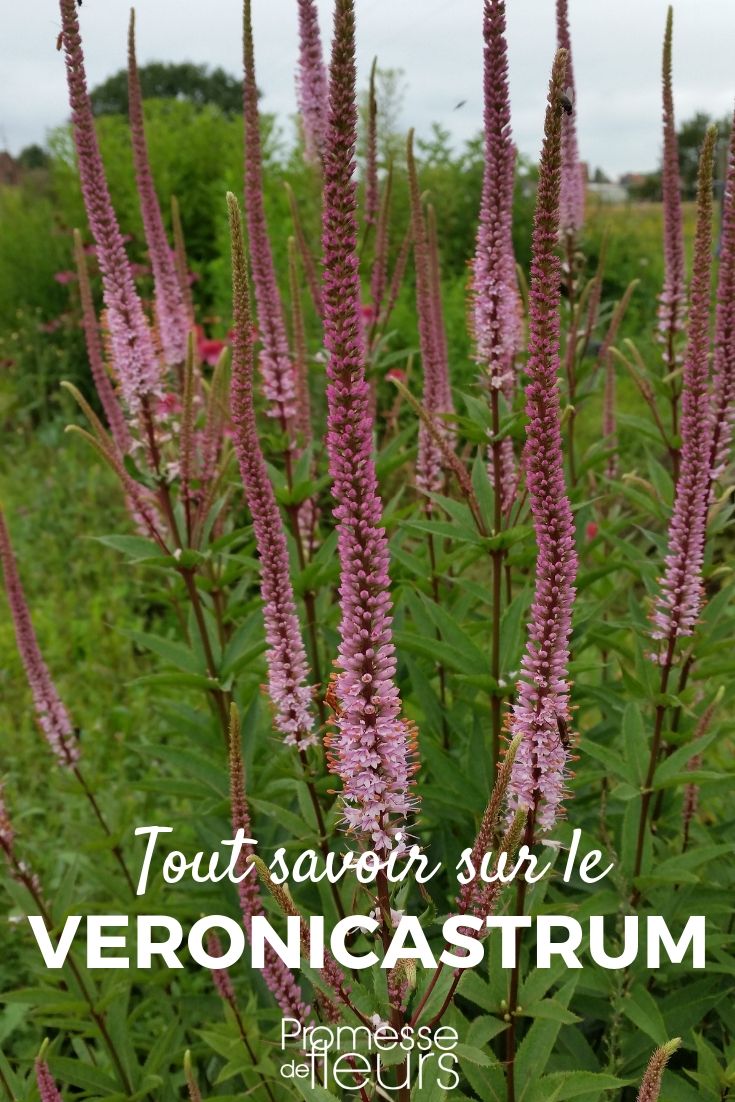 Veronicastrum virginicum - Culver's root