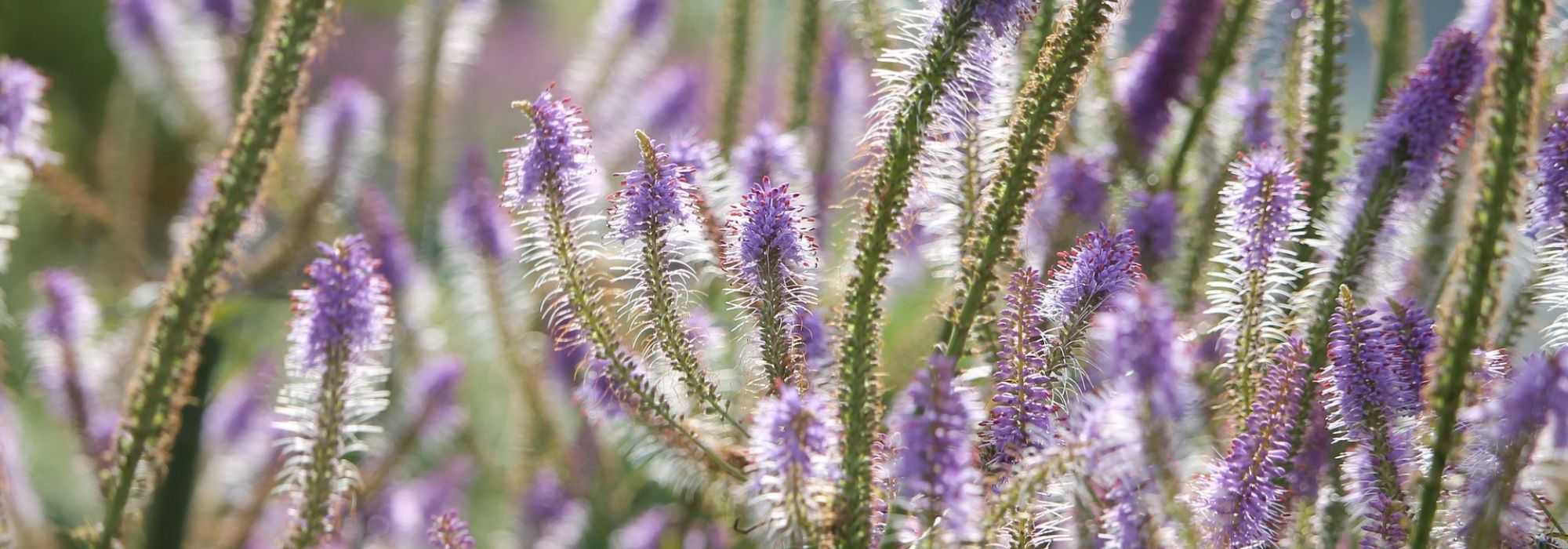 Veronicastrum virginicum, Culver's root: to plant, to grow