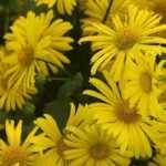 Doronic, <em>Doronicum</em>: planting, propagating and caring for