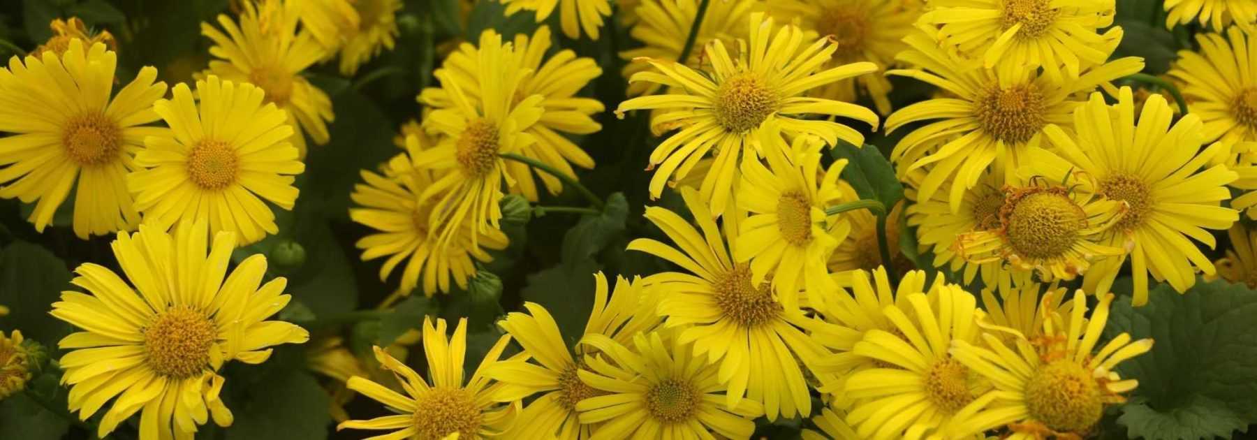 Doronic, <em>Doronicum</em>: planting, propagating and caring for