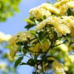 Rose lianas: the 10 best varieties