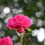 Climbing roses: 10 best varieties