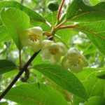 <em>Schisandra</em>: planting, berry harvest, maintenance