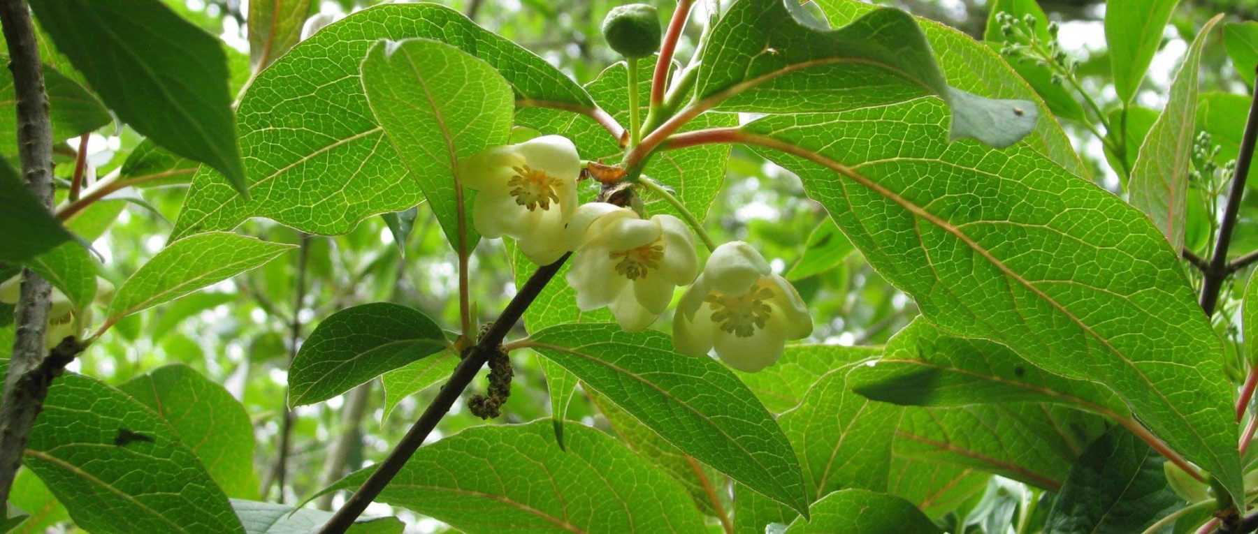 <em>Schisandra</em>: planting, berry harvest, maintenance