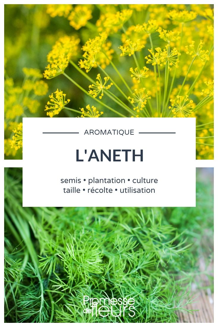 Dill: Sowing and Planting in the Garden