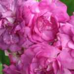 Pegging roses