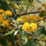 <em>Azara</em>: planting, pruning and care