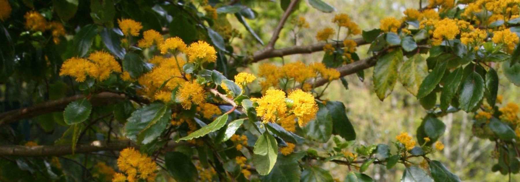 <em>Azara</em>: planting, pruning and care
