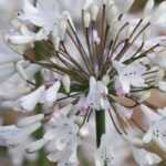 <em>Agapanthus</em>: 6 ideas for successful plant combinations