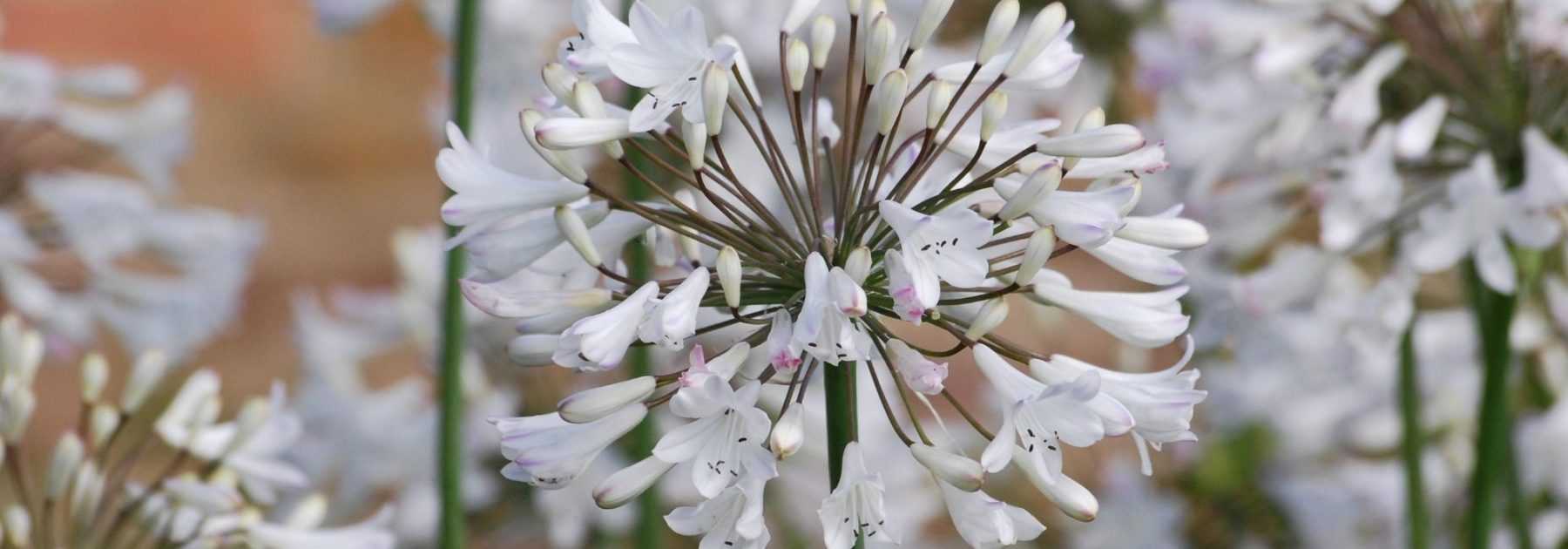 <em>Agapanthus</em>: 6 ideas for successful plant combinations