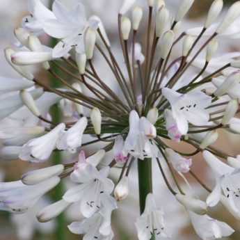 <em>Agapanthus</em>: 6 ideas for successful plant combinations