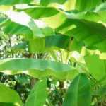 Banana tree in a pot: planting and care