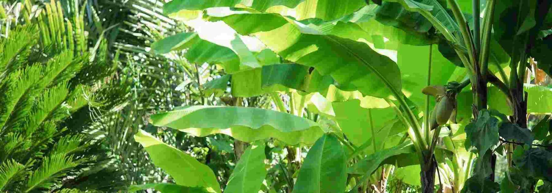 Banana tree in a pot: planting and care