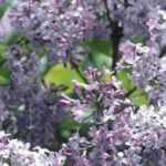 How to take a lilac cutting?
