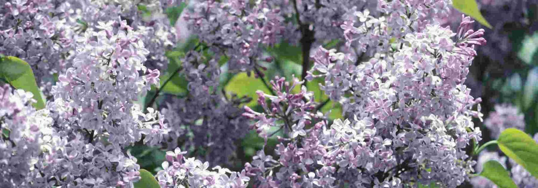 How to take a lilac cutting?