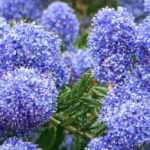 <em>Ceanothus</em>: how to choose your Californian lilac