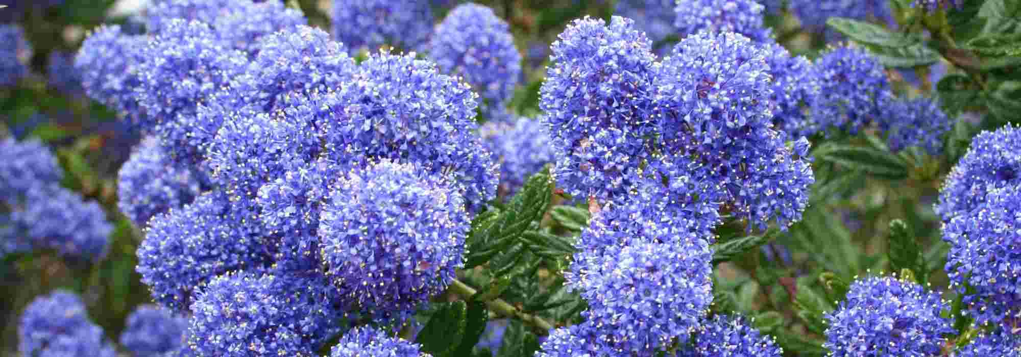 <em>Ceanothus</em>: how to choose your Californian lilac