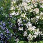 <em>Ceanothus</em>: 5 ideas for successful pairings