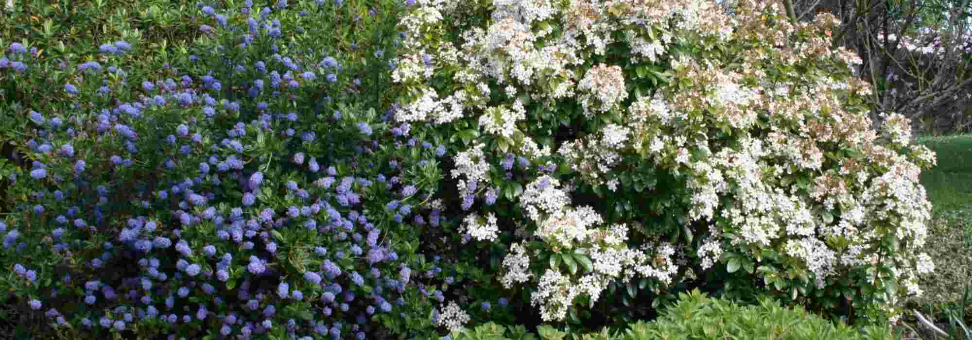 <em>Ceanothus</em>: 5 ideas for successful pairings