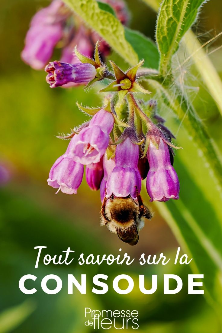 Understanding Symphytum: A Comprehensive Guide

Symphytum, commonly known as comfrey, is a genus of flowering plants in the borage family. These plants are not only admired for their lush foliage and bell-shaped flowers but are also valued for their medicinal properties. In this article, we will delve into everything you need to know about Symphytum, from its botanical characteristics to its uses in the garden and beyond.

### Botanical Features

Symphytum species are perennial herbs with a robust and hairy structure. They typically grow between 30 to 90 cm in height, depending on the species. The leaves are large, coarse, and lance-shaped, often with a hairy texture. The flowers of Symphytum are usually bell-shaped, appearing in shades of purple, blue, or white, and they hang in clusters from coiled, scorpioid cymes.

### Popular Varieties

There are several species and hybrids of Symphytum that are popular among gardeners:
- **Symphytum officinale** (Common Comfrey): Known for its medicinal uses, it features clusters of creamy white to pinkish-purple flowers.
- **Symphytum x uplandicum** (Russian Comfrey): A hybrid known for its larger leaves and vigorous growth, it is often used in organic gardening as a compost activator.

### Growing Conditions

Comfrey thrives in moist, well-drained soil and can grow in both full sun and partial shade. It is a hardy plant that can tolerate low temperatures, making it suitable for cultivation in various climates. However, it prefers a slightly shaded position and rich, loamy soil to achieve optimal growth.

### Uses in the Garden

Symphytum is highly regarded in organic gardening circles for its ability to improve soil fertility. Its deep roots help to break up heavy soils and bring up nutrients from the subsoil to the topsoil. Comfrey leaves are rich in nitrogen, phosphorus, and potassium, making them an excellent addition to compost heaps or used as a mulch.

### Medicinal Applications

Historically, comfrey has been used for its healing properties, particularly in helping to mend broken bones and wounds. It contains allantoin, a compound that promotes cell growth and repair. However, it is important to note that the internal use of comfrey is not recommended due to the presence of liver-toxic alkaloids.

### Cautionary Note

While comfrey is a valuable plant in many respects, it is also known for its invasive nature. Its deep root system, which makes it so beneficial for the soil, can also make it difficult to remove once established. Therefore, it is advisable to consider carefully where to plant it, or to use root barriers to contain its spread.

In conclusion, Symphytum is a versatile and beneficial plant for both ornamental and practical purposes in the garden. Whether you are drawn to its vibrant flowers or its utility in organic gardening, comfrey is a plant that offers much to explore and appreciate.