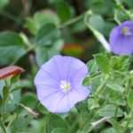 <em>Convolvulus</em>, Turkish bindweed: sow, plant and care for