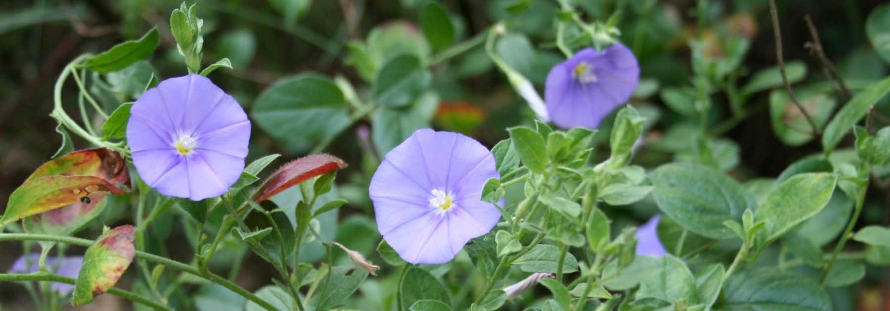 <em>Convolvulus</em>, Turkish bindweed: sow, plant and care for