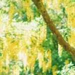 Laburnum, <em>Laburnum</em>: planting, pruning and care