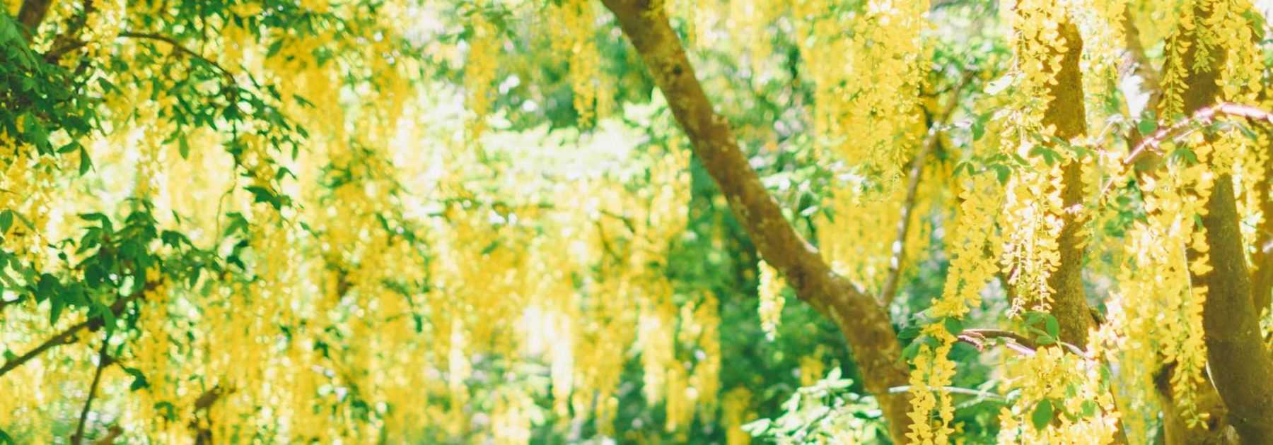 Laburnum, <em>Laburnum</em>: planting, pruning and care