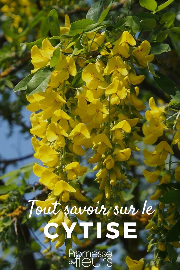 Understanding Laburnum: Everything You Need to Know

Laburnum, often referred to as the golden chain tree, is a genus that includes two main species: Laburnum anagyroides and Laburnum alpinum. These trees are well-loved for their stunning droops of yellow flowers that appear in late spring and early summer, creating a spectacular display.

### Characteristics of Laburnum

Laburnum trees are small to medium in size, typically reaching up to 7 meters in height. They are deciduous, shedding their leaves in autumn. The leaves are trifoliate, resembling clover leaves, and the flowers are pea-like, grouped in pendulous racemes up to 30 cm long.

### Planting and Caring for Laburnum

Laburnum thrives in well-drained soil and prefers a position in full sun or partial shade. When planting, choose a location away from strong winds and frost pockets to protect the delicate flowers.

Watering should be moderate; the tree does not tolerate waterlogged conditions. During the growing season, ensure the soil is moist but not saturated. Mulching can help retain moisture and suppress weeds.

Pruning is essential to maintain the tree’s shape and health. It is best done in late summer, after flowering. Remove any dead or diseased wood, and thin out crowded branches to allow light into the canopy.

### Potential Issues

Laburnum is relatively hardy but can be susceptible to a few pests and diseases. Watch out for leaf miners and aphids, which can be controlled with appropriate insecticides. Root rot can occur in poorly drained soils, so ensure good drainage at planting.

### Toxicity Warning

All parts of the Laburnum tree are toxic, containing alkaloids that can cause harm if ingested. It is crucial to exercise caution, especially with children and pets. Do not plant Laburnum where young children play, and educate older children about the dangers.

### In Conclusion

Laburnum trees are a magnificent addition to gardens, with their breathtaking floral displays and elegant form. With proper care and attention to planting location, these trees can thrive and bring beauty to your outdoor space for many years. Remember to handle with care due to their toxic nature, ensuring a safe and stunning environment.