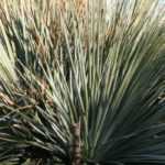 <em>Dasylirion</em>: how to plant, to grow and care for