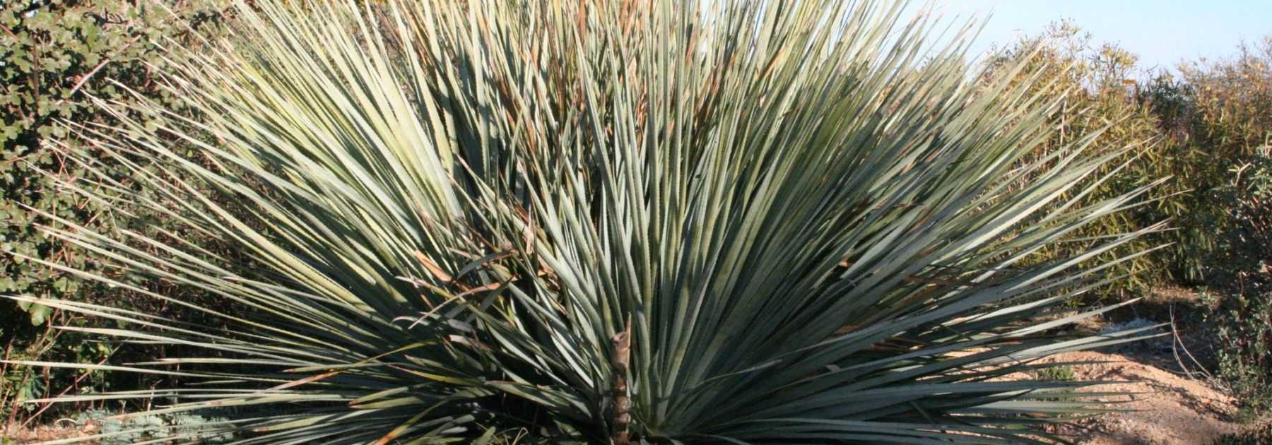 <em>Dasylirion</em>: how to plant, to grow and care for