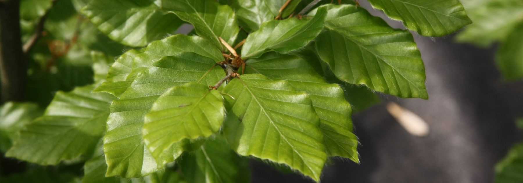 Beech, <em>Fagus</em>: planting, pruning and care