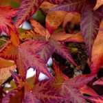 <em>Liquidambar</em>, American sweetgum: planting, pruning, care