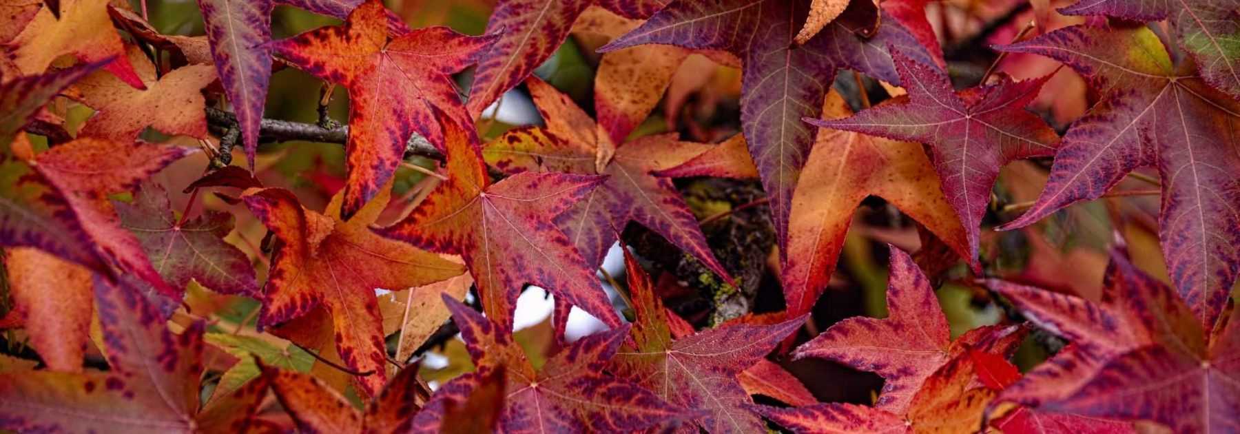 <em>Liquidambar</em>, American sweetgum: planting, pruning, care