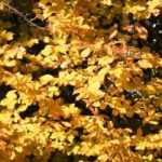 <em>Parrotia persica</em>, Persian ironwood: planting, pruning and care