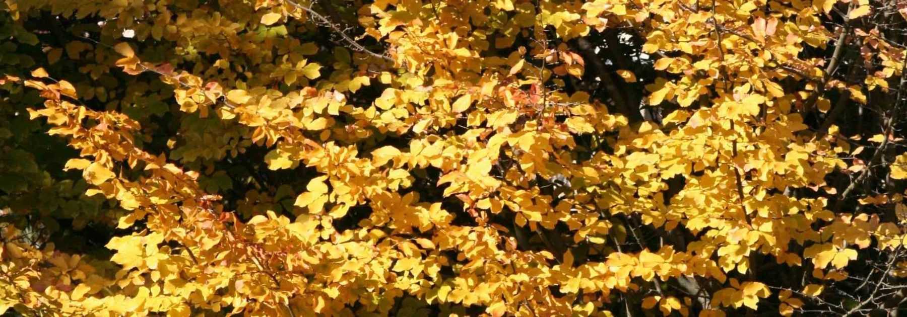 <em>Parrotia persica</em>, Persian ironwood: planting, pruning and care