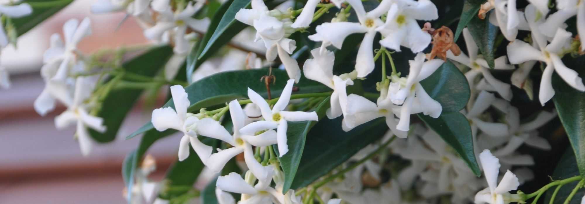 10 climbing plants for full sun