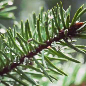 Major diseases and pests of conifers